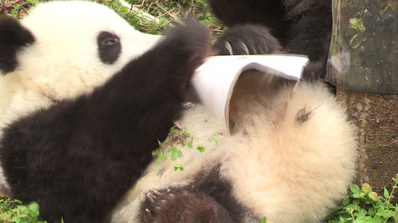 熊猫幼崽吃食记