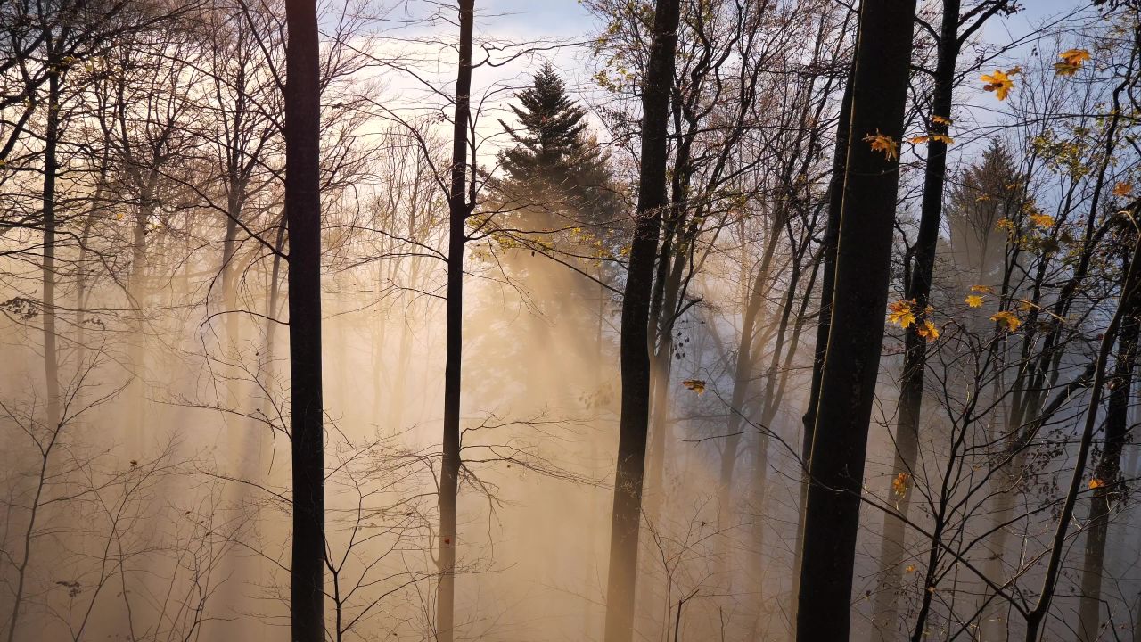 雾太阳树木森林
