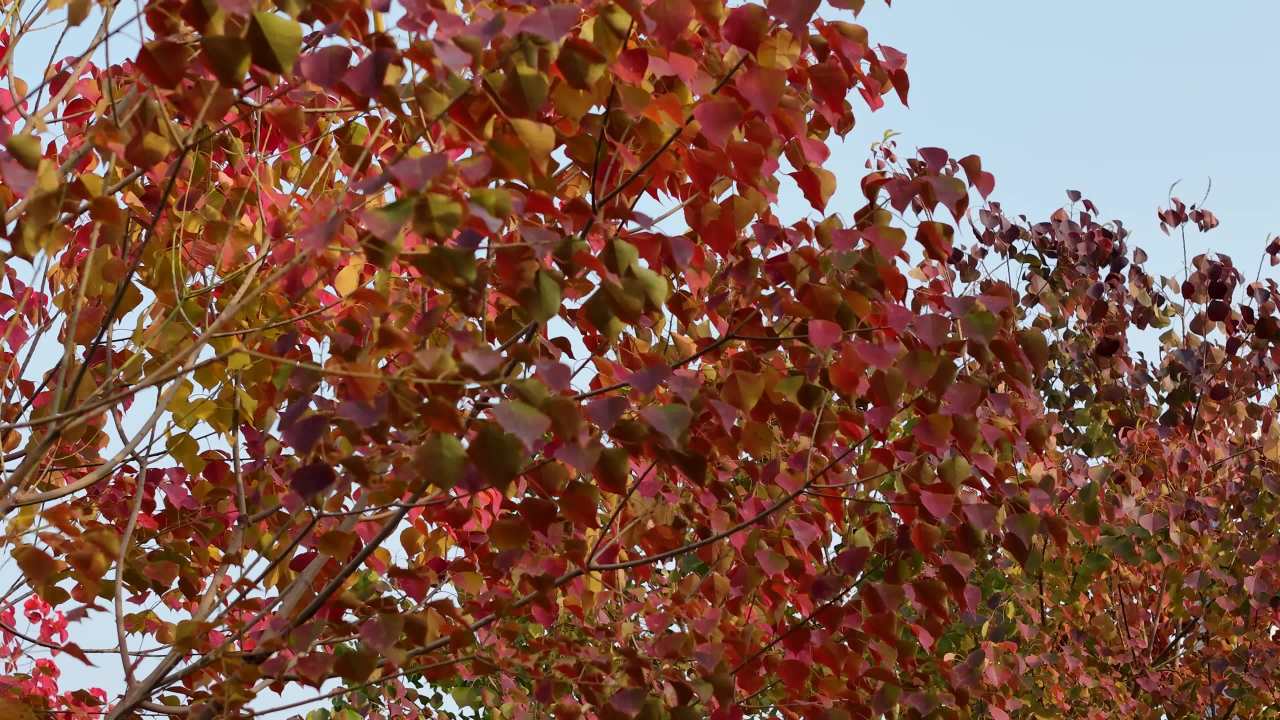 秋日红叶随风舞
