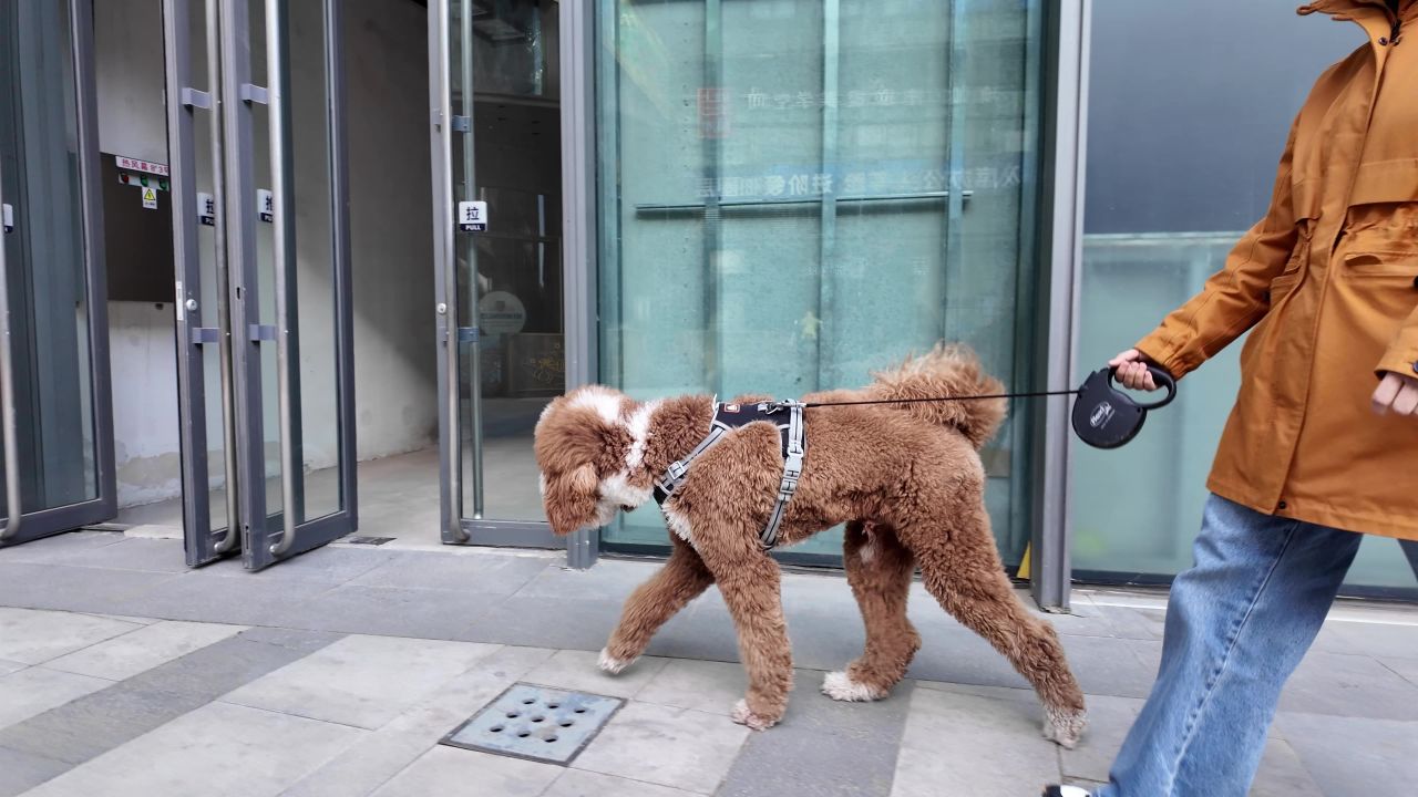 遛狗 西高地 17