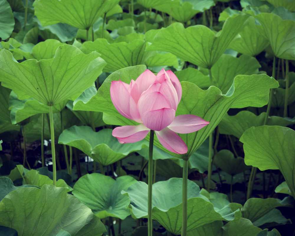 依然夏天