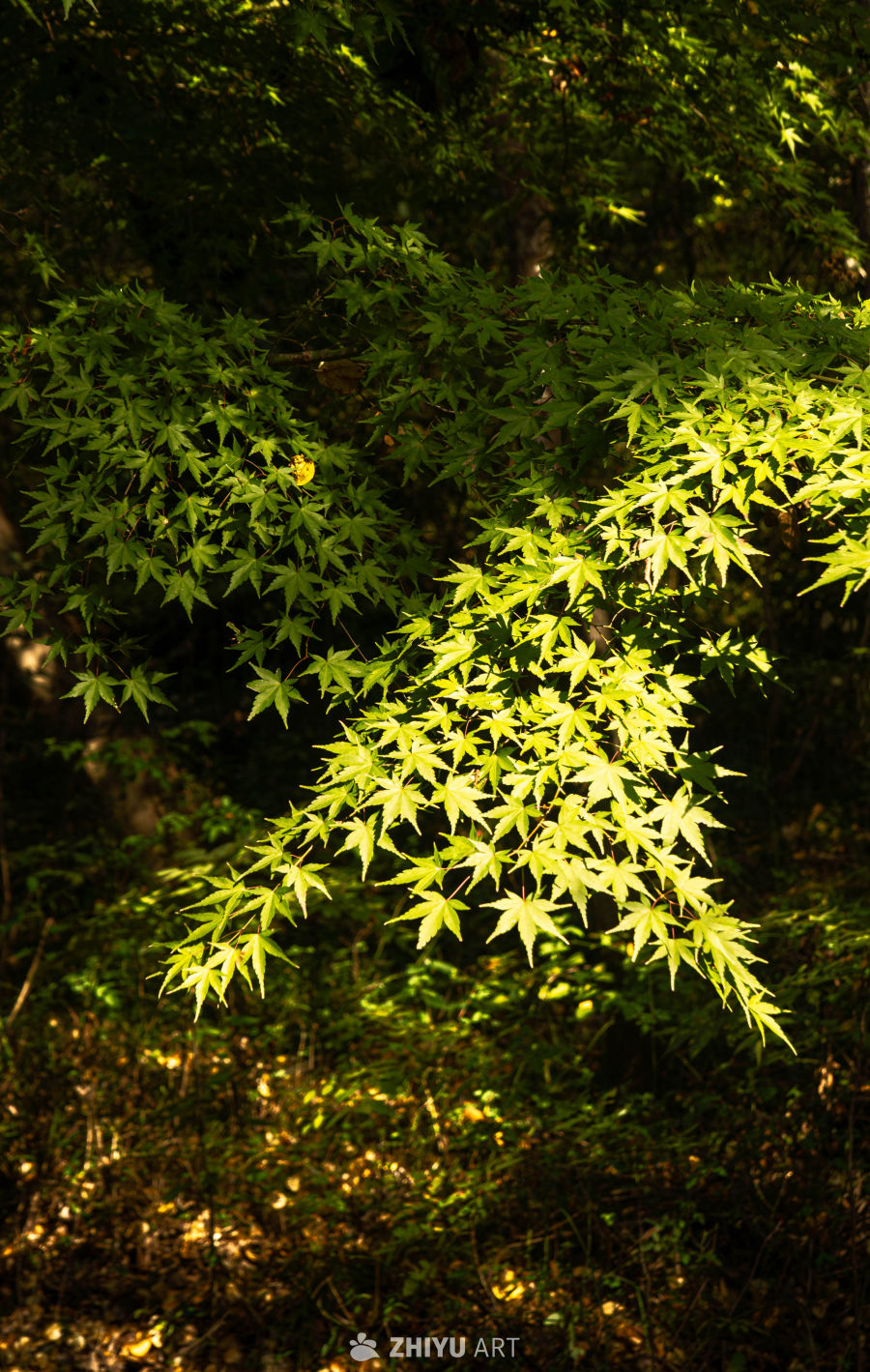 阳光下的绿叶森林