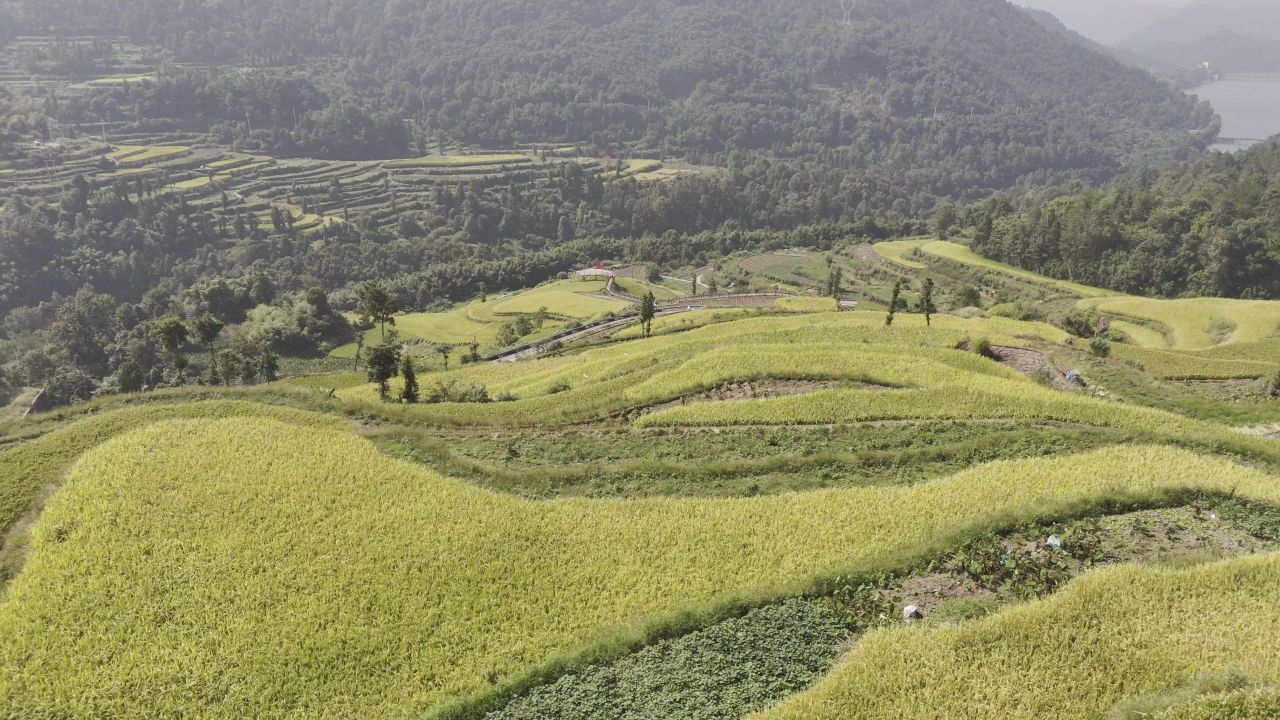 温州中雁荡山与梯田水稻 4
