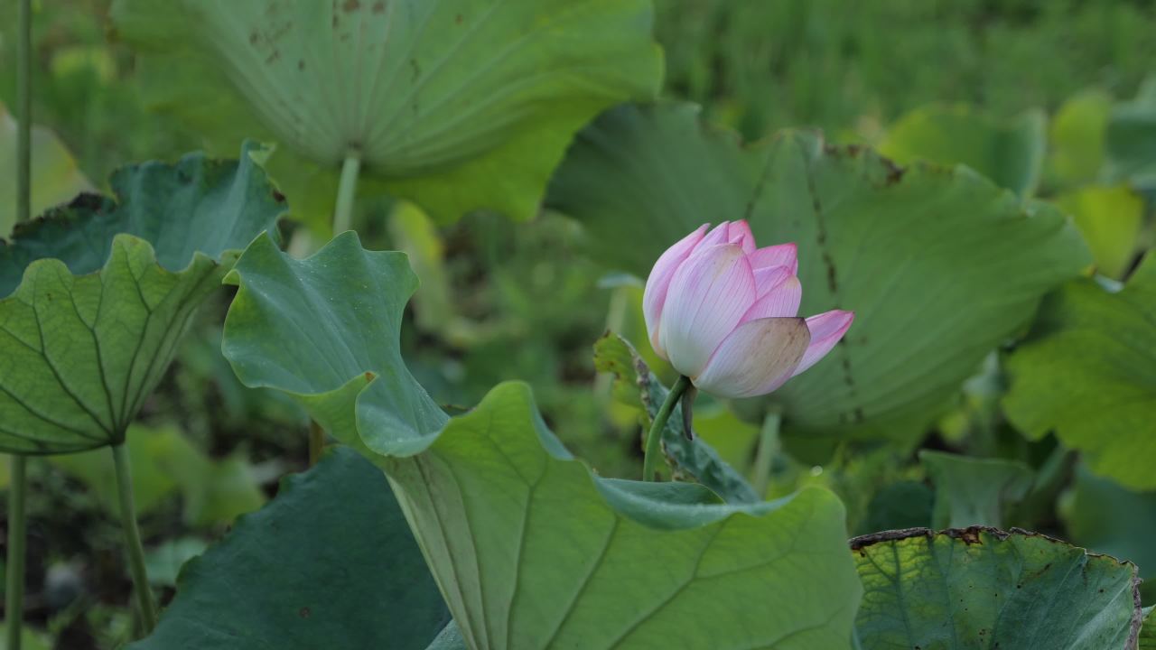 荷花 14