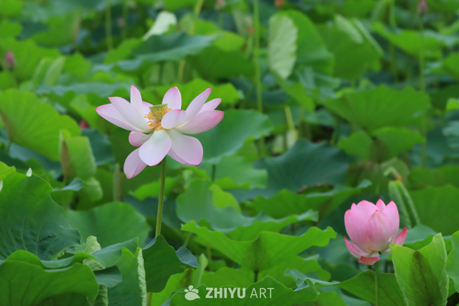 荷花 28