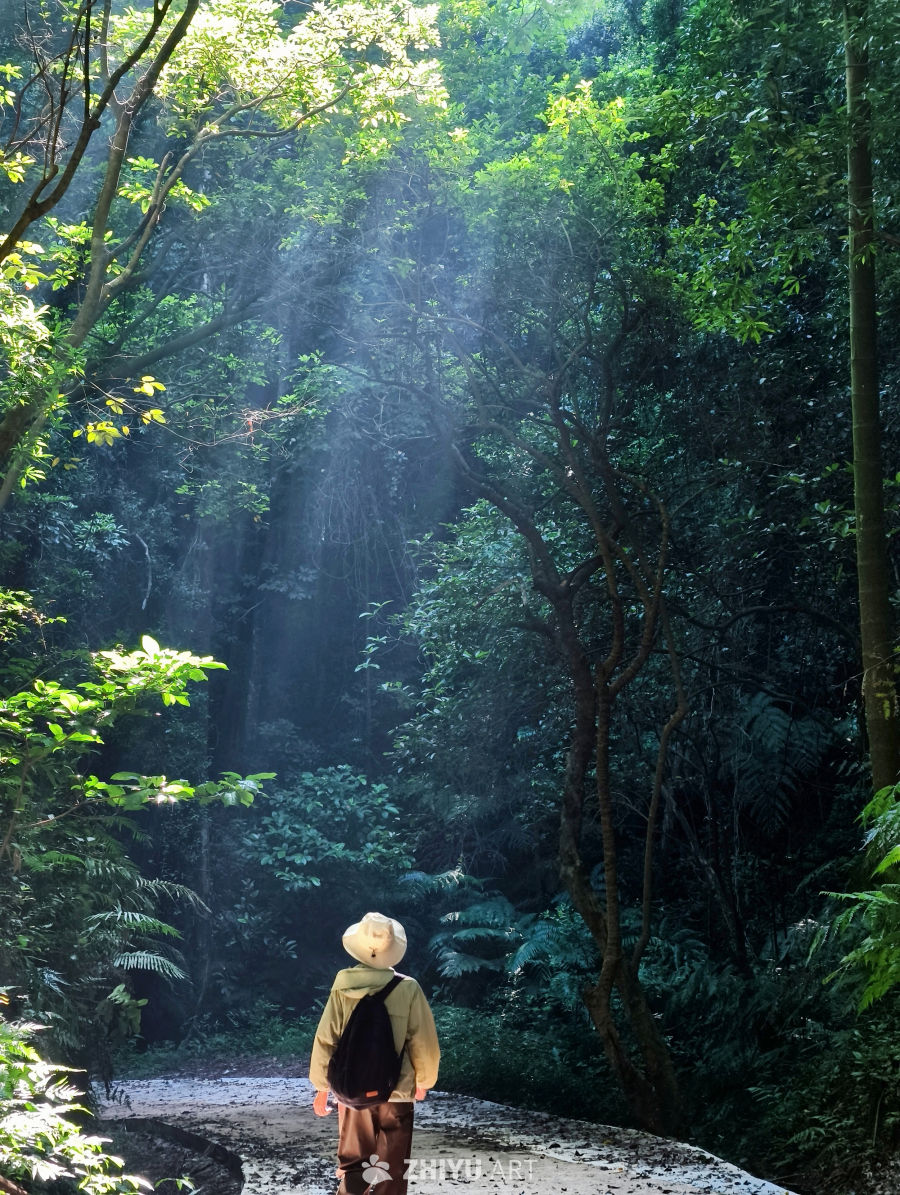 阳光穿透森林的徒步之旅