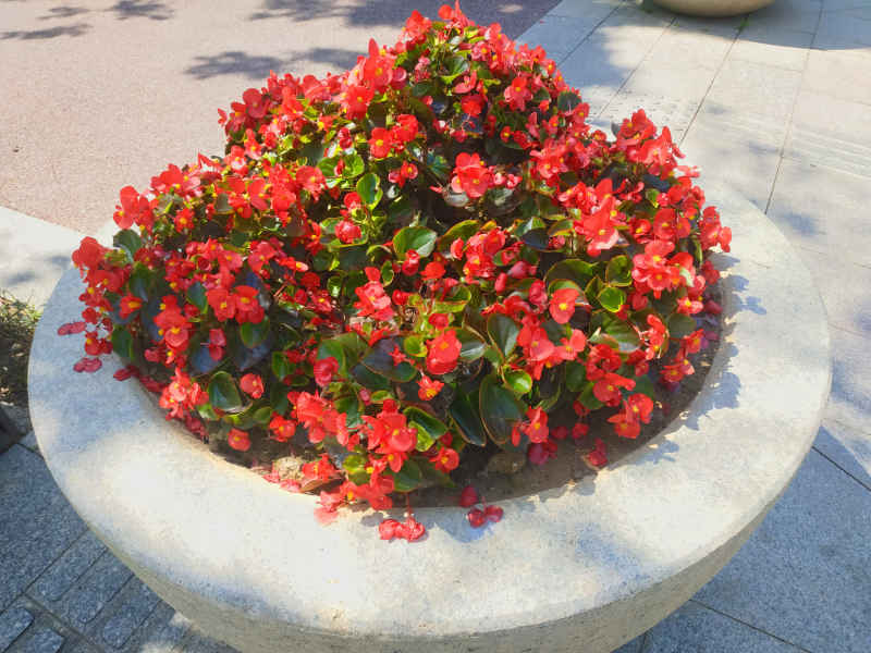 四季海棠花坛