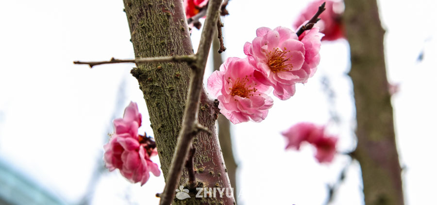 春日粉梅绽放
