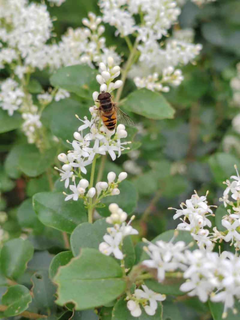 蜜蜂