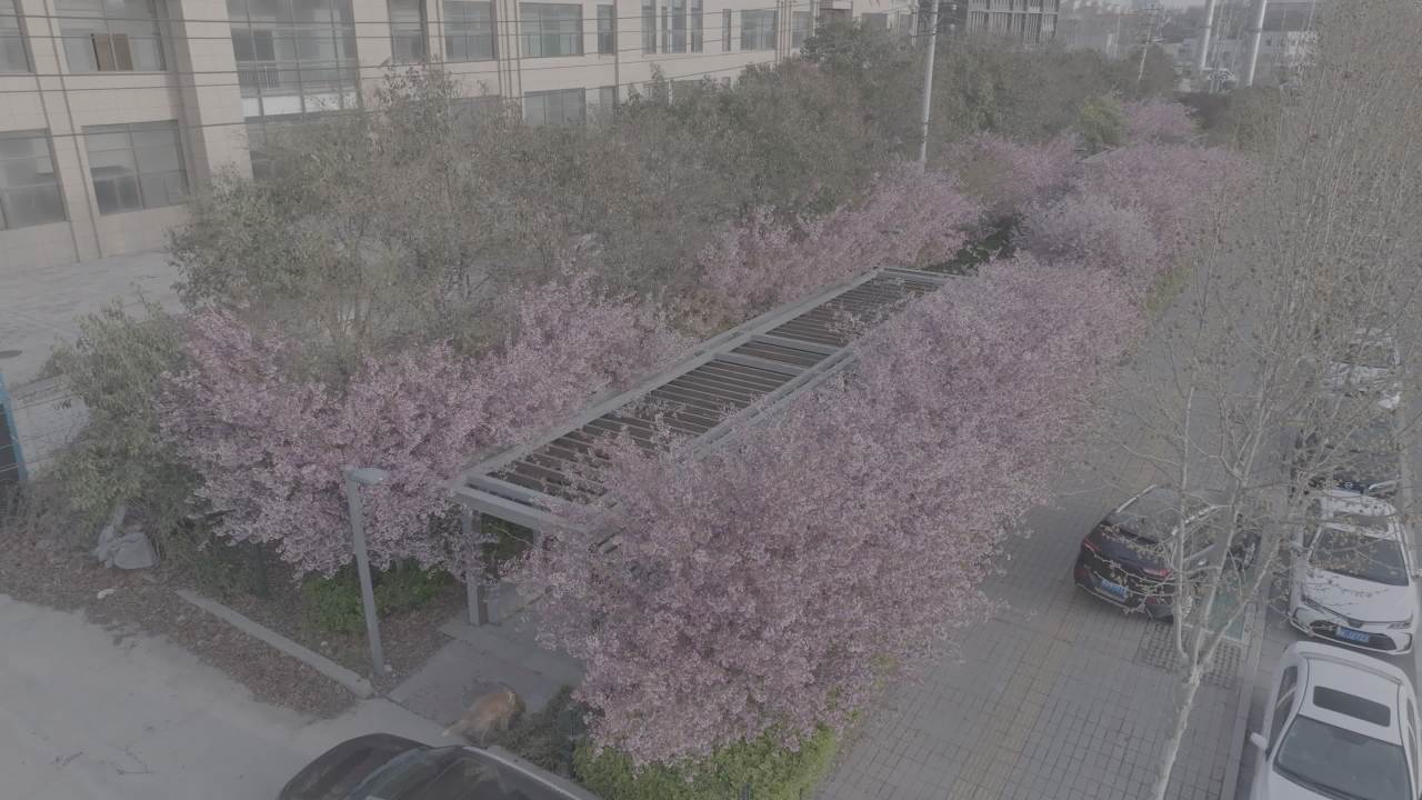 樱花盛开的城市街景