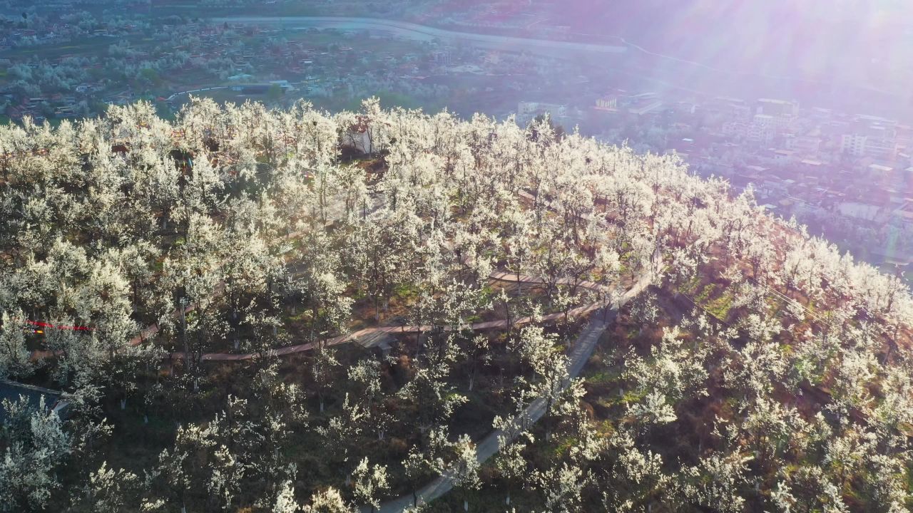 航拍晨光中梨花盛开的金川沙耳乡