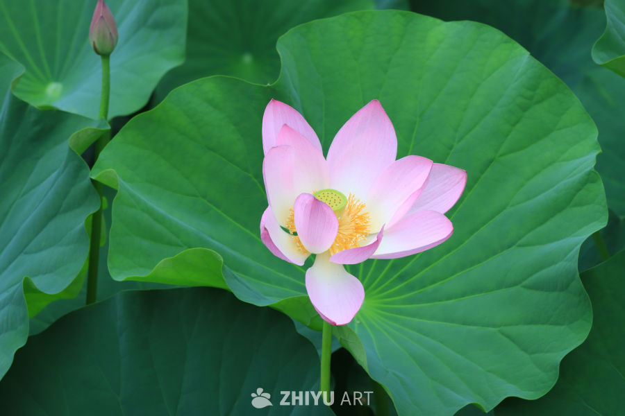 荷花 12