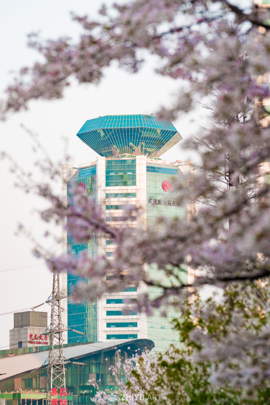 武汉西北湖公园樱花