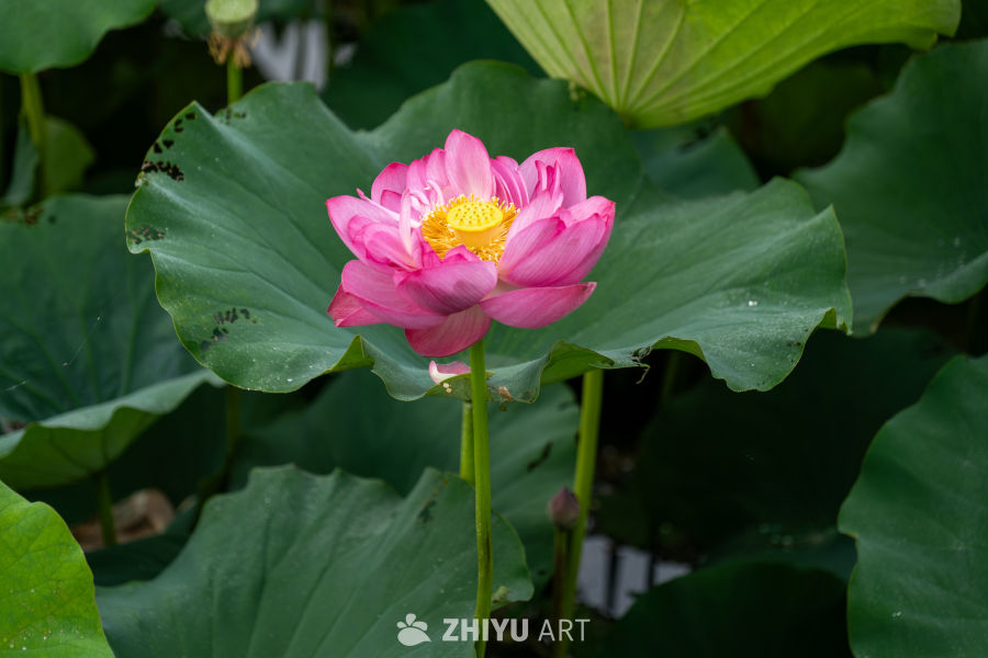 荷花 52