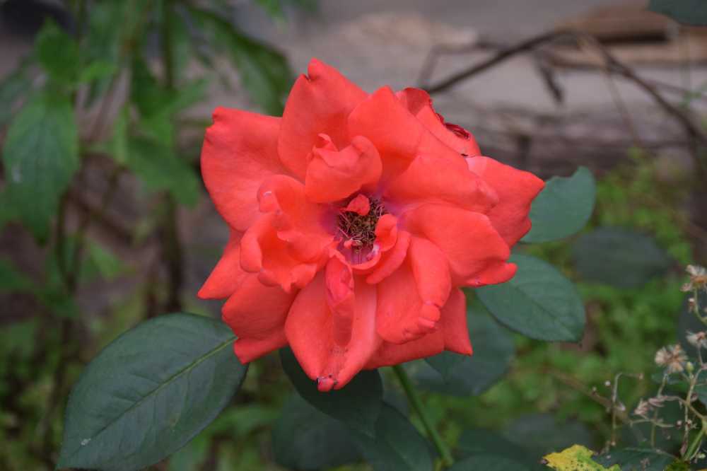 哀伤之花