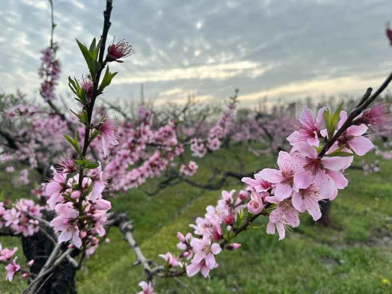 桃花
