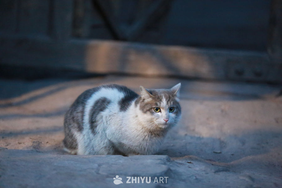 阳光下的专注猫