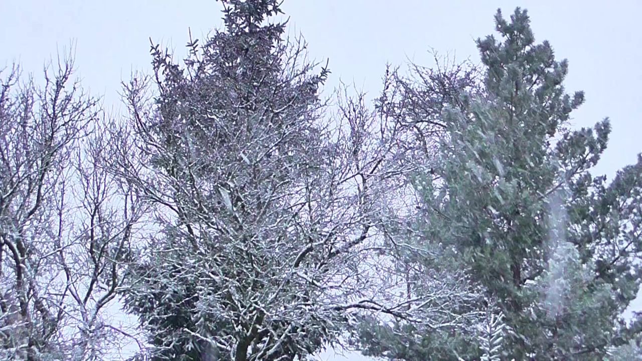 冬季雪树景观白