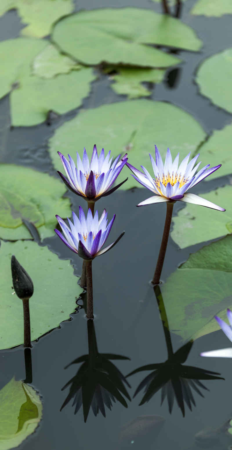 水中的莲花