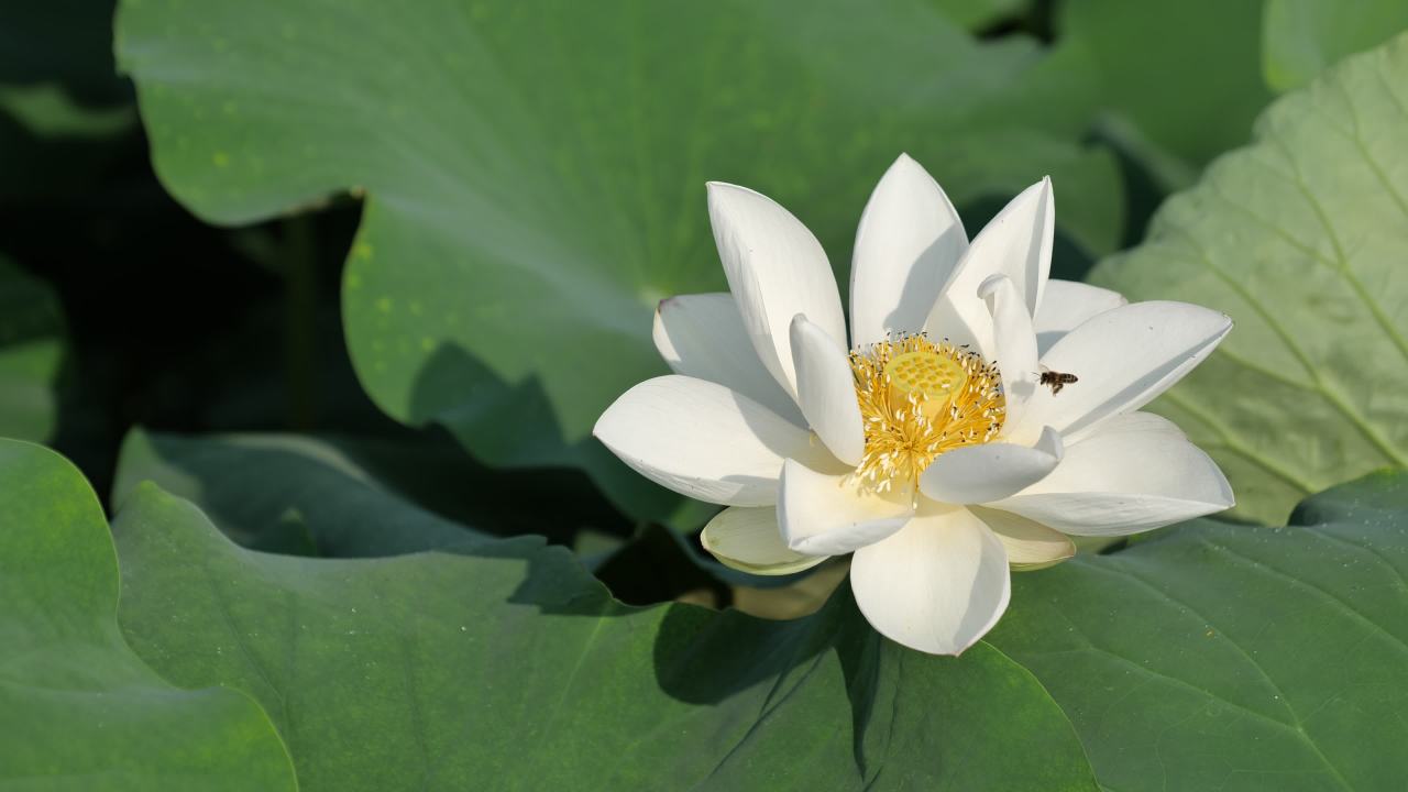 荷花 47