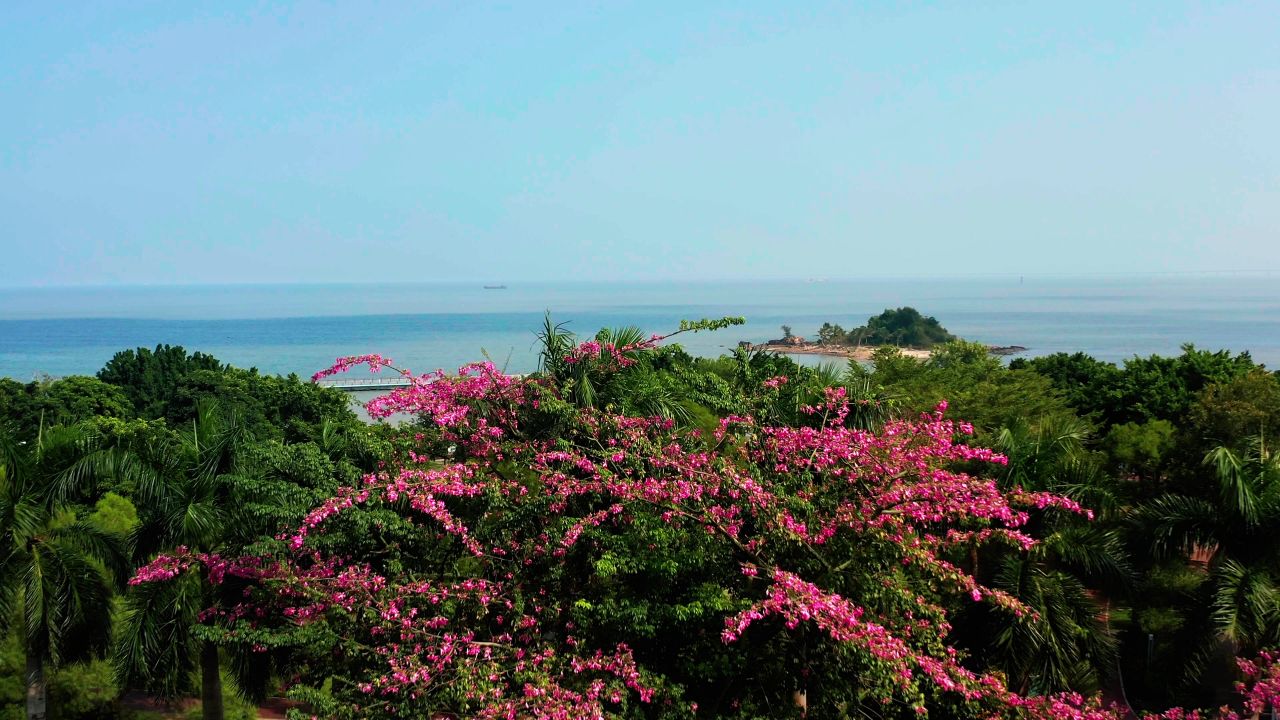 二四年的异木棉花及地标建筑日月贝 2