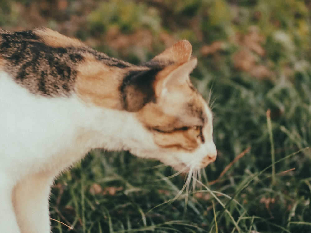 猫