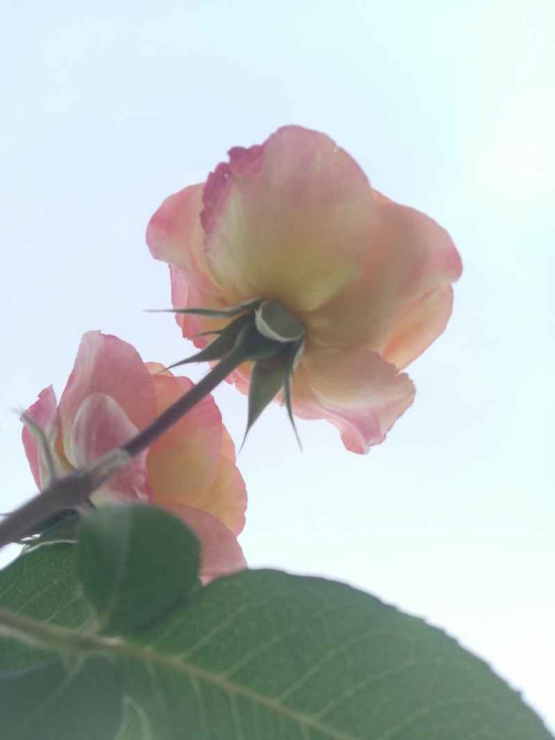 昂扬玫瑰香透天