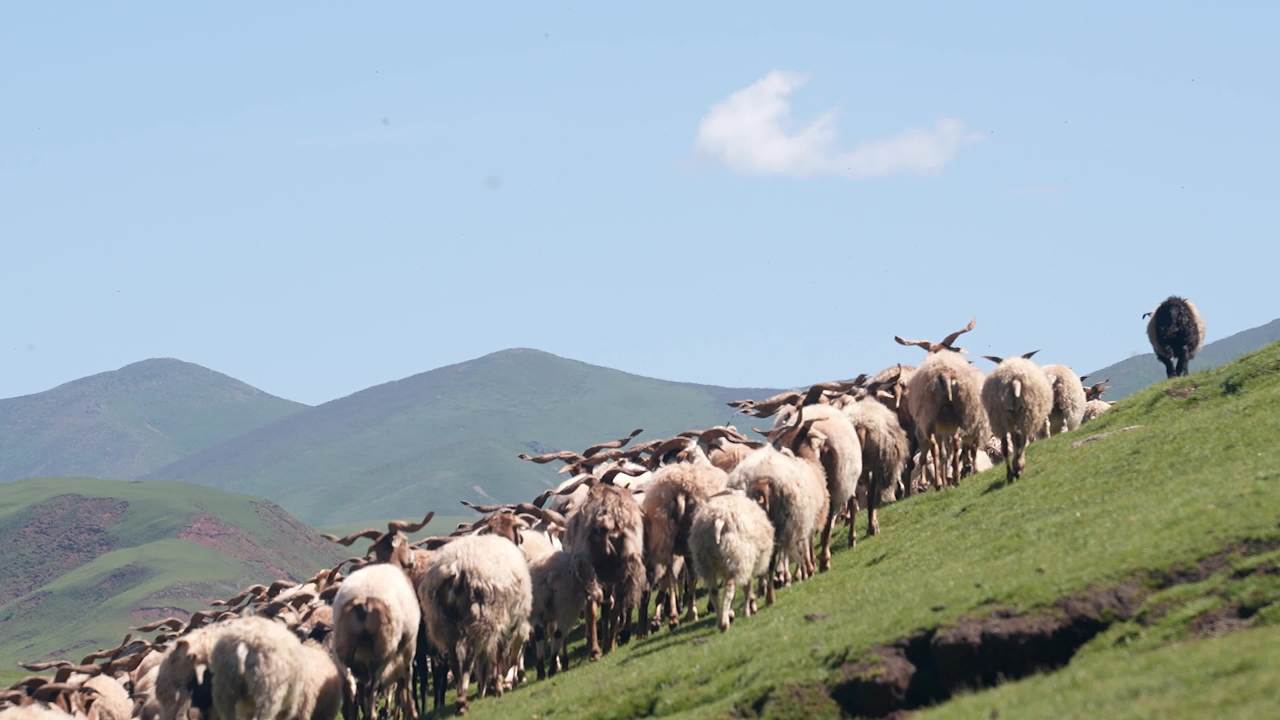牧民放羊高山草坡