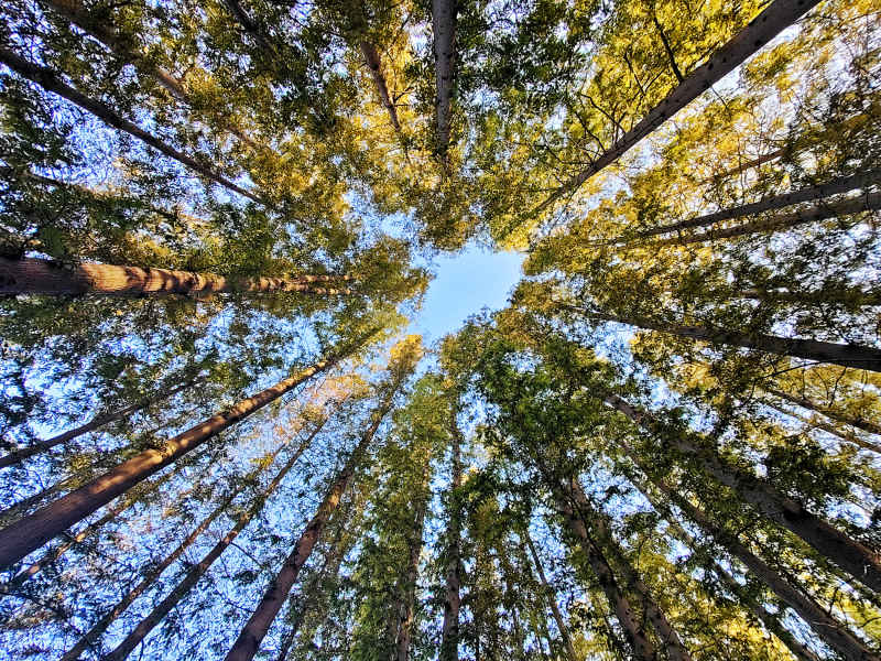 静谧森林：阳光下的自然乐章