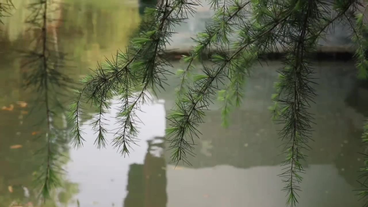 松枝