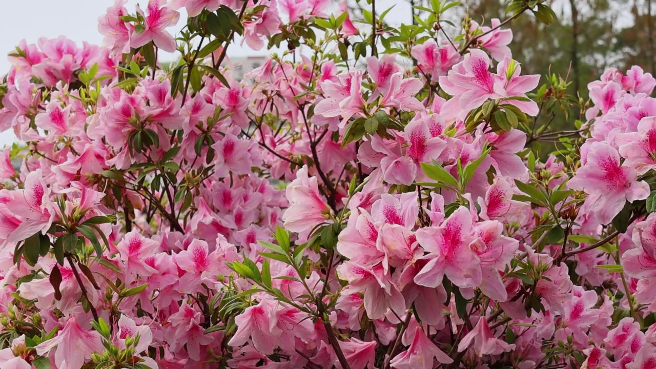 春暖花开杜鹃花盛开 6