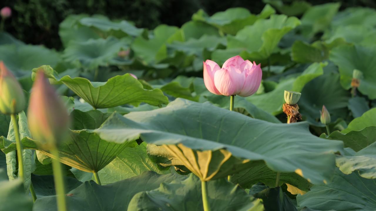 荷花 2