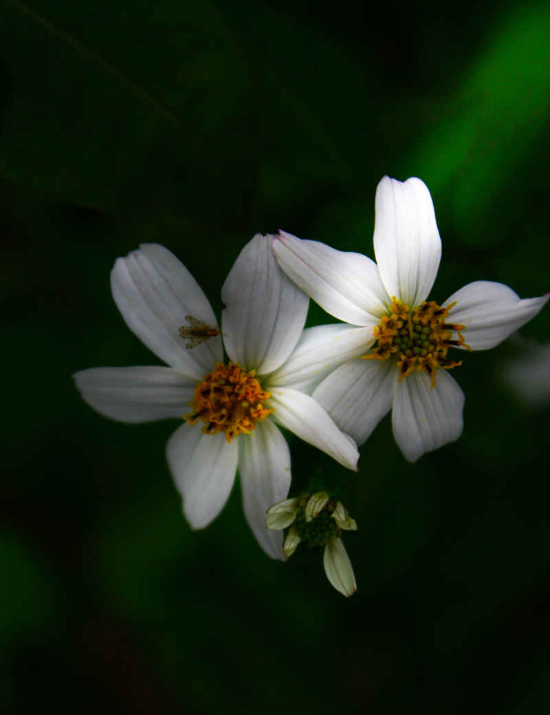 花