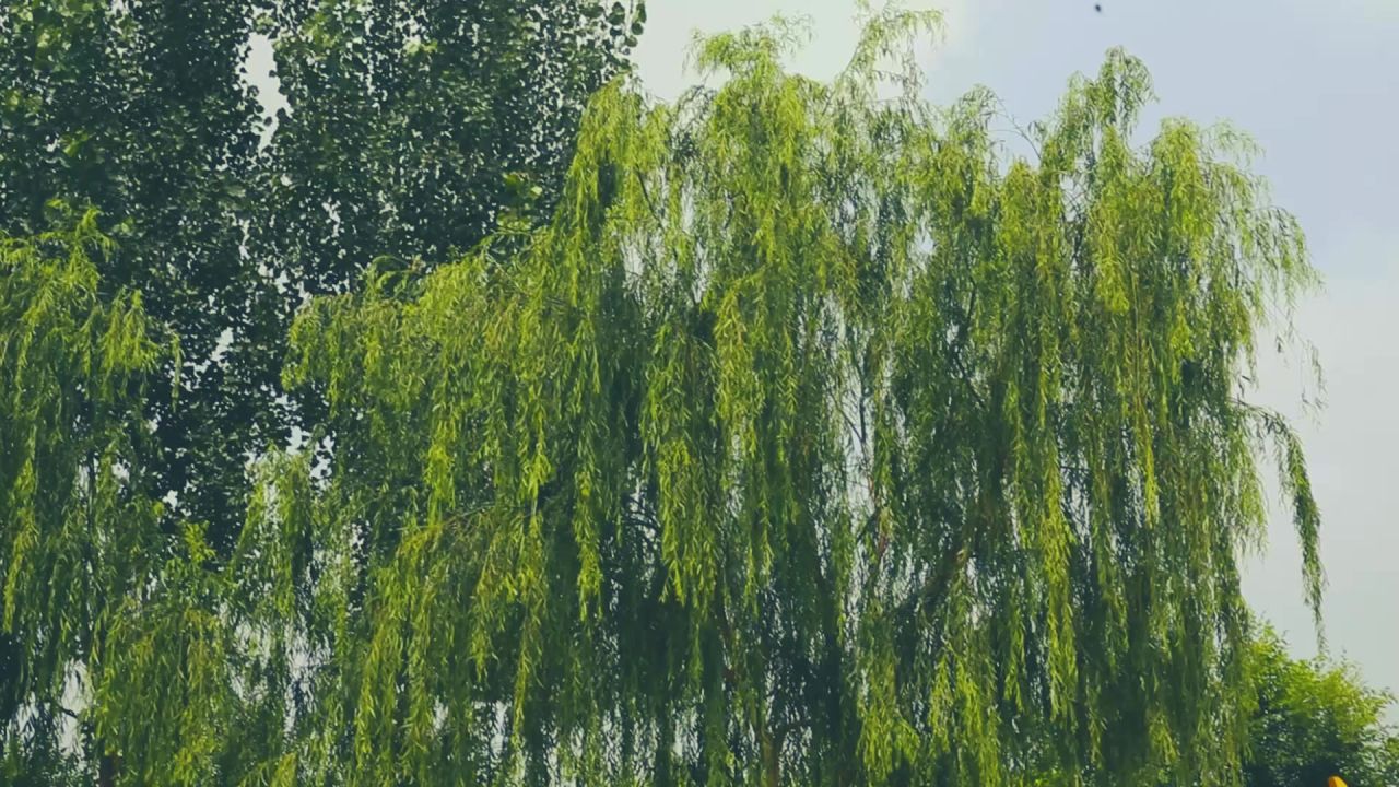 中国梦树木绿植