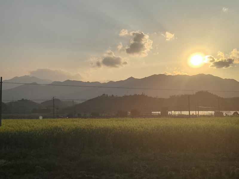 阳光下的油菜花