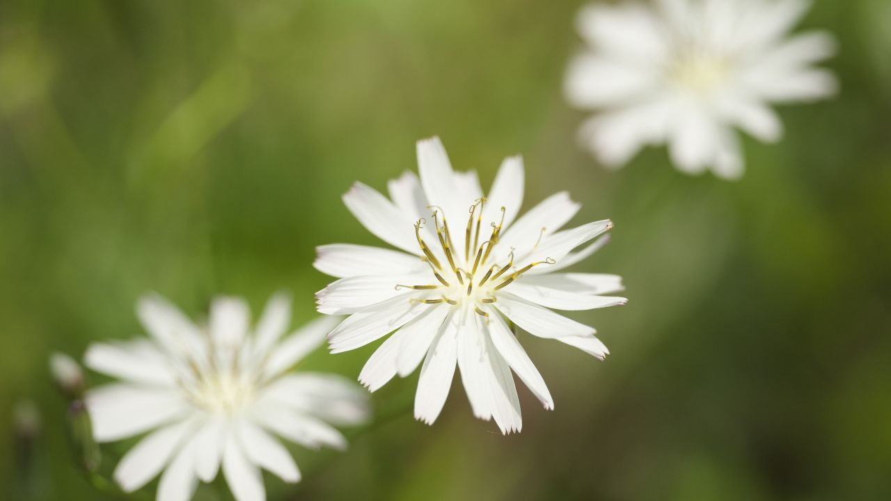 春天花朵盛开美丽花海 7