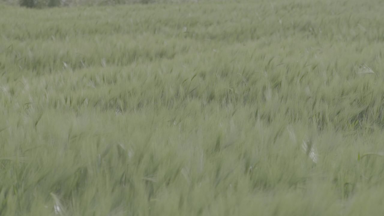 青稞