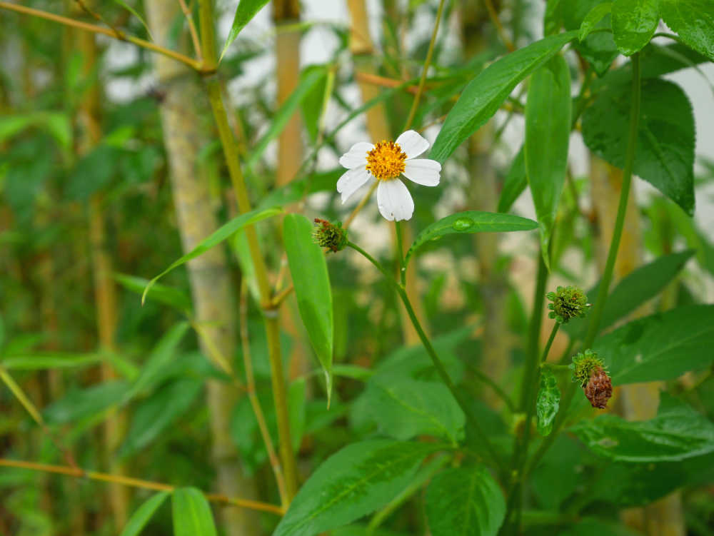 鬼针草小花