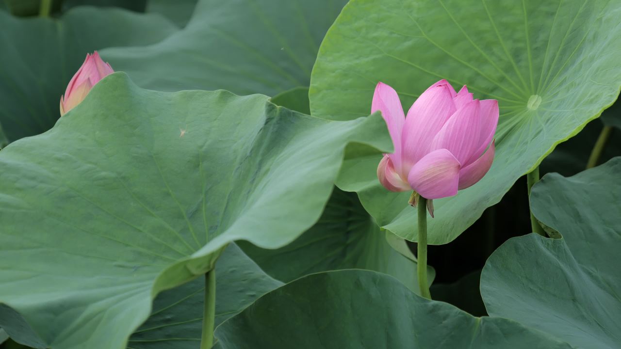 荷花 23