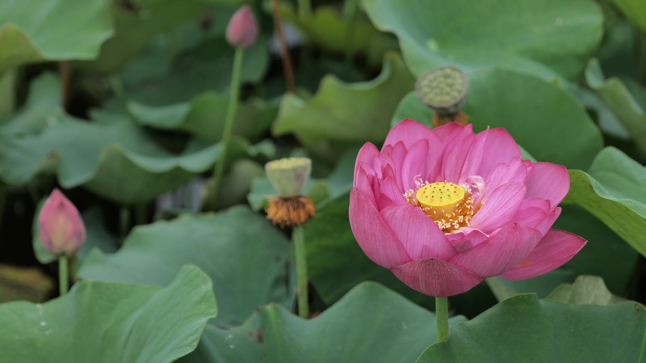 荷花 28
