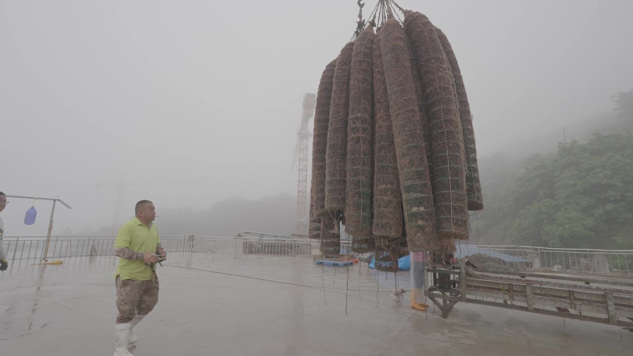 码头扇贝捕捞收获