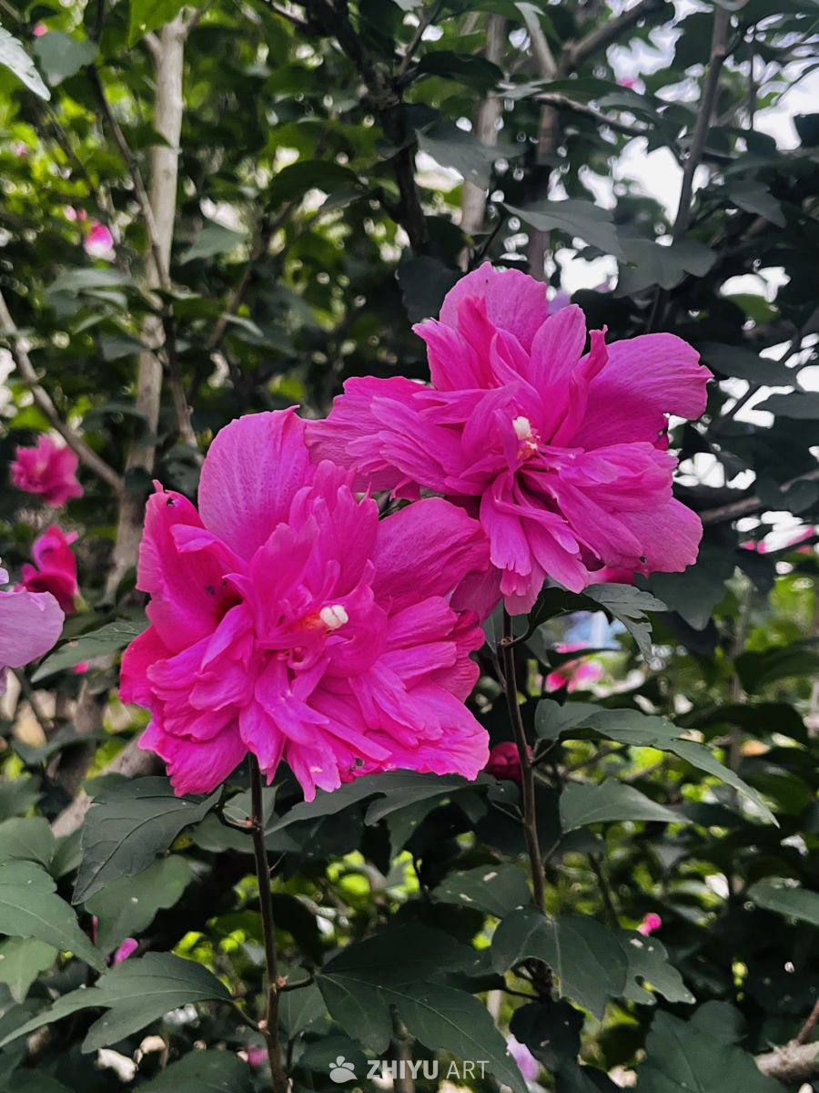 粉红花海的春天