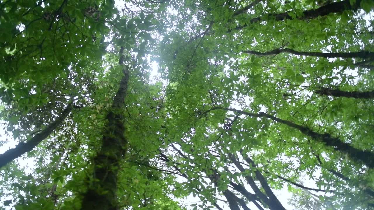 大自然森林中 中药材 仿野生铁皮石斛