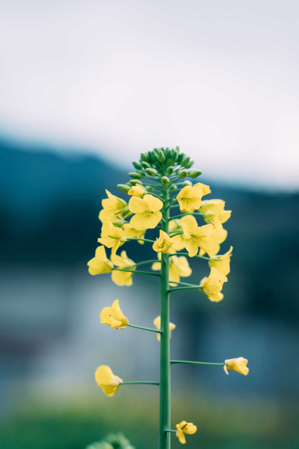 春天的油菜花