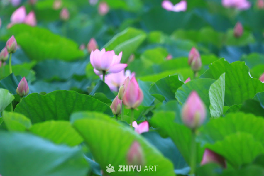 盛夏荷花 255