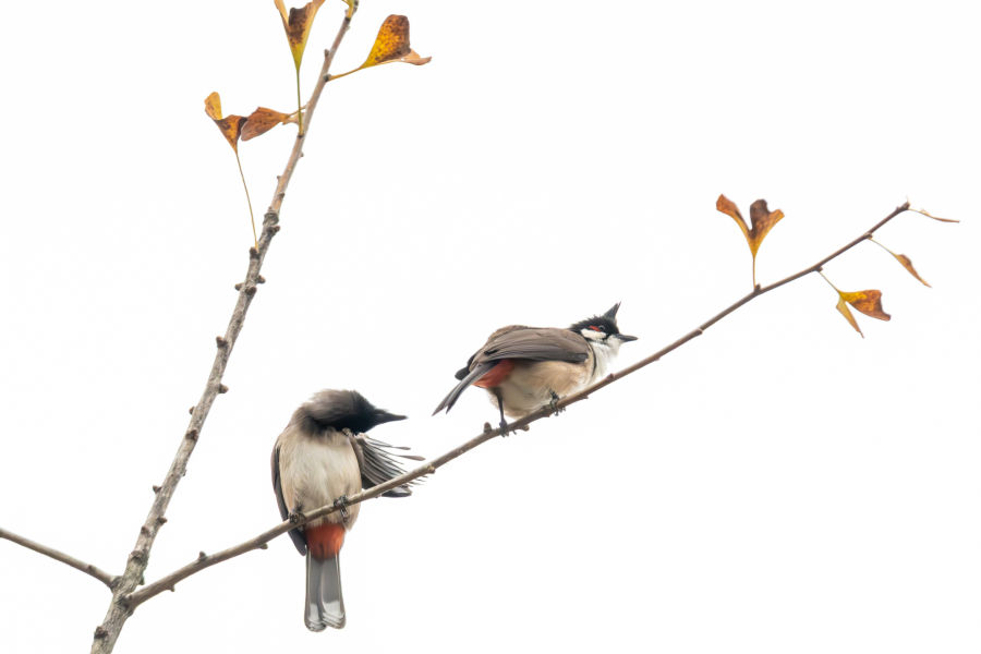 两只红耳鹎站在枝头上