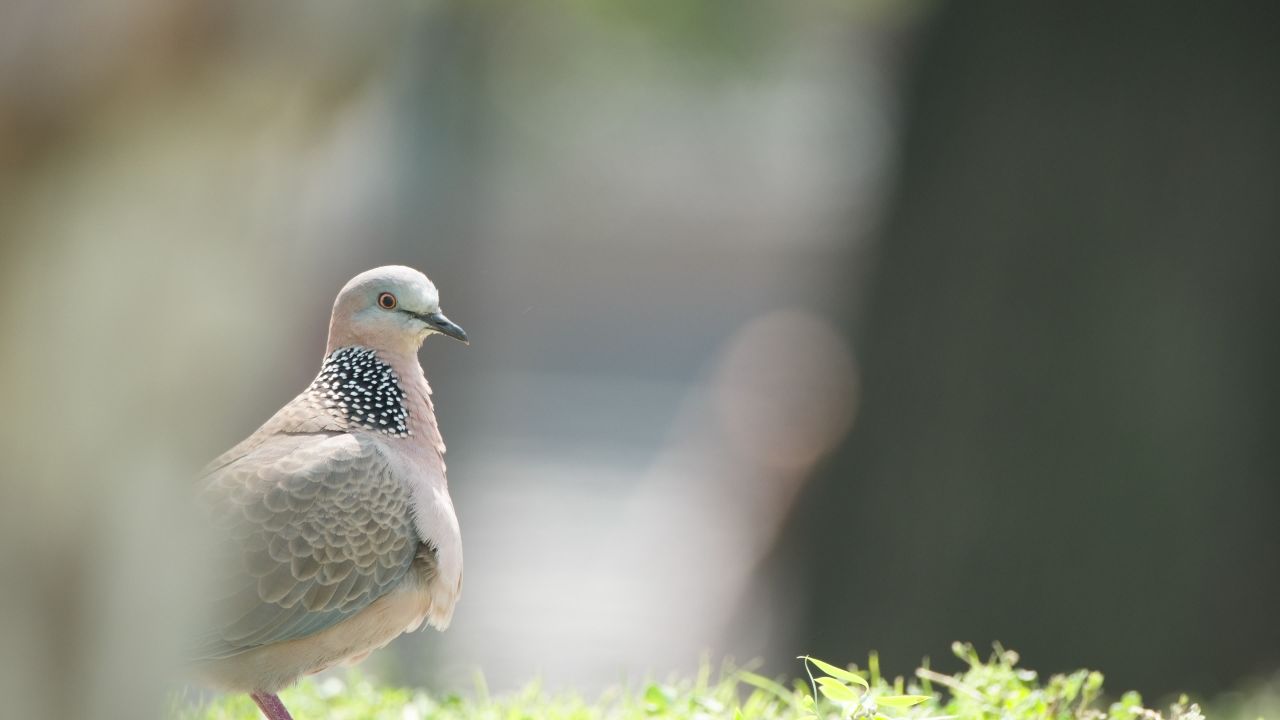 斑鸠鸽子大自然野生珠颈斑鸠飞禽小鸟 13