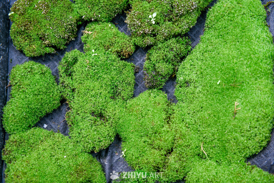 苔藓植物种植 39