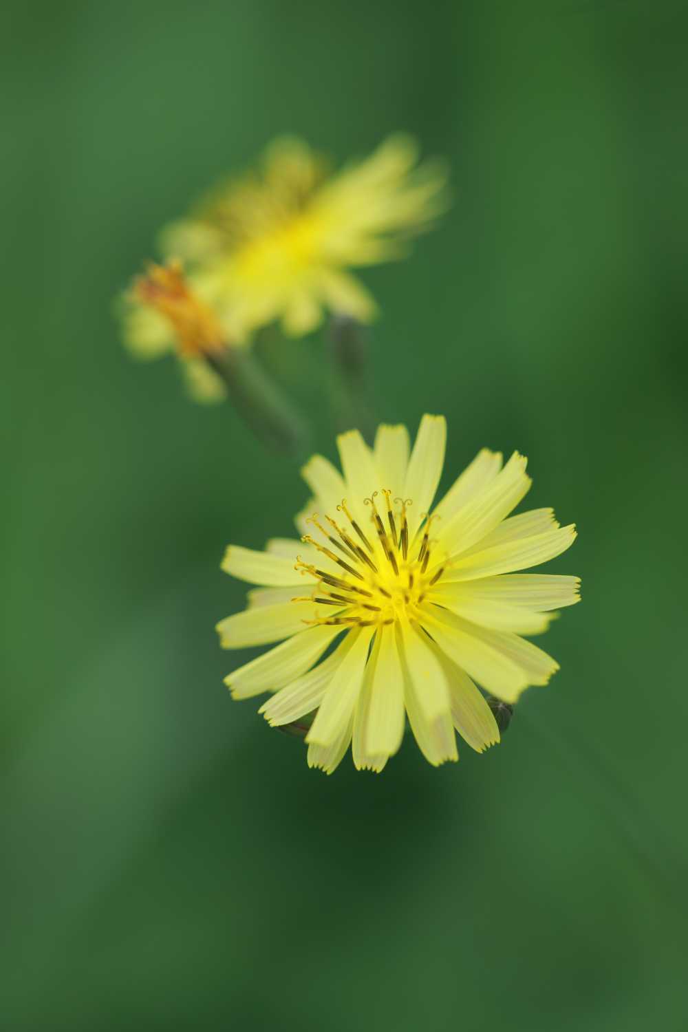 菊