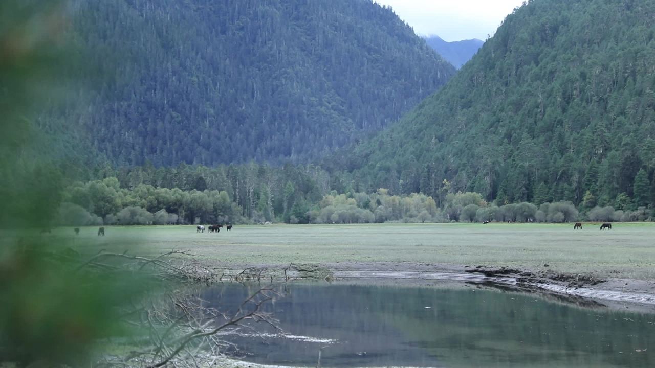 马在河边吃草